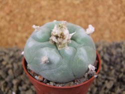 Lophophora difusa Rio Blanco, pot 5,5 cm - 12398452