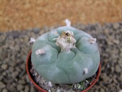 Lophophora difusa Rio Blanco, pot 5,5 cm - 12398453