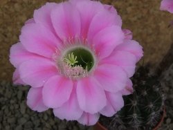 Echinopsis hybrid pot 5,5 cm