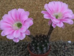 Echinopsis hybrid pot 5,5 cm - 12398460