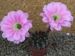 Echinopsis hybrid pot 5,5 cm - 12398461