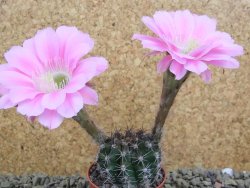 Echinopsis hybrid pot 5,5 cm - 12398462