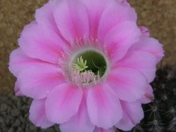 Echinopsis hybrid pot 5,5 cm - 12398463