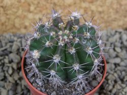 Echinopsis hybrid pot 5,5 cm - 12398464