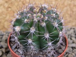 Echinopsis hybrid pot 5,5 cm - 12398465