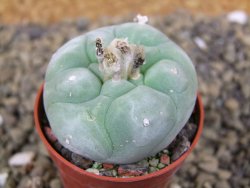 Lophophora difusa Rio Blanco, pot 5,5 cm - 12398474