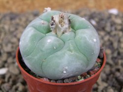 Lophophora difusa Rio Blanco, pot 5,5 cm