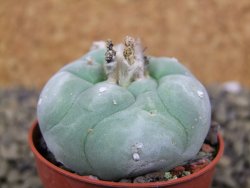 Lophophora difusa Rio Blanco, pot 5,5 cm - 12398476