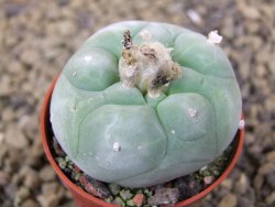 Lophophora difusa Rio Blanco, pot 5,5 cm - 12398477