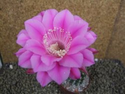 Echinopsis hybrid pot 7 cm - 12398479