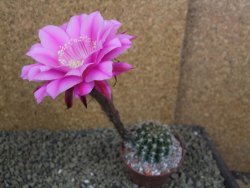 Echinopsis hybrid pot 7 cm - 12398480