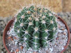 Echinopsis hybrid pot 7 cm - 12398481