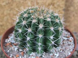 Echinopsis hybrid pot 7 cm - 12398482