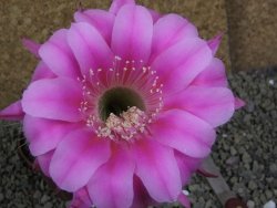 Echinopsis hybrid pot 7 cm