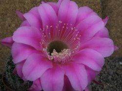 Echinopsis hybrid pot 7 cm - 12398484