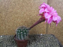 Echinopsis hybrid pot 7 cm - 12398485