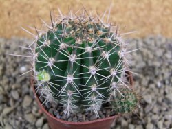 Echinopsis hybrid pot 7 cm - 12398486