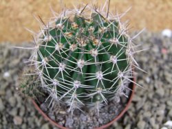 Echinopsis hybrid pot 7 cm - 12398487