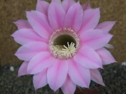 Echinopsis hybrid pot 7 cm - 12398495