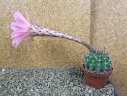 Echinopsis hybrid pot 7 cm - 12398496