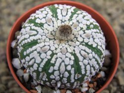 Astrophytum Super Kabuto pot 5,5 cm - 12398498