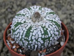 Astrophytum Super Kabuto pot 5,5 cm - 12398499