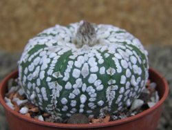 Astrophytum Super Kabuto pot 5,5 cm - 12398500