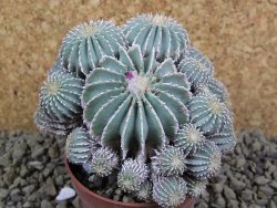 Geohintonia mexicana, pot 7 cm Roubovaná - 12398505