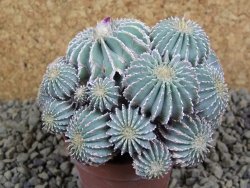 Geohintonia mexicana, pot 7 cm Roubovaná - 12398506