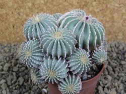 Geohintonia mexicana, pot 7 cm Roubovaná - 12398507