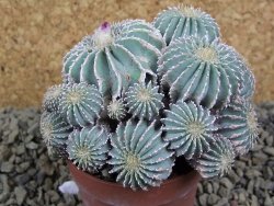 Geohintonia mexicana, pot 7 cm Roubovaná - 12398508