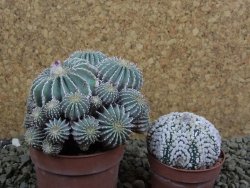 Geohintonia mexicana, pot 7 cm Roubovaná - 12398510