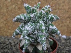 Astrobergia, Astrophytum ornatum kiko po 5,5 cm - 12398524