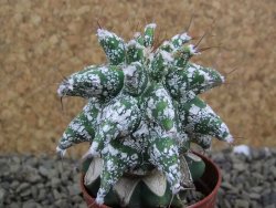 Astrobergia, Astrophytum ornatum kiko po 5,5 cm - 12398525