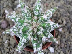 Astrobergia, Astrophytum ornatum kiko po 5,5 cm - 12398527