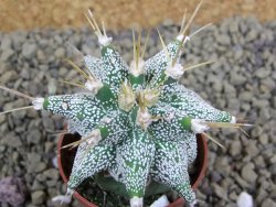 Astrobergia, Astrophytum ornatum kiko po 5,5 cm - 12398530