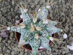 Astrobergia, Astrophytum ornatum kiko po 5,5 cm - 12398531