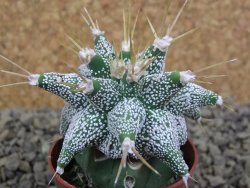 Astrobergia, Astrophytum ornatum kiko po 5,5 cm - 12398532