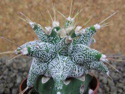 Astrobergia, Astrophytum ornatum kiko po 5,5 cm - 12398533