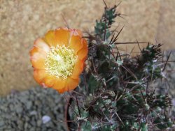 Tephrocactus rossianus aurantiaco flore pot 7 cm