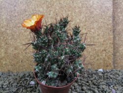 Tephrocactus rossianus aurantiaco flore pot 7 cm - 12398536