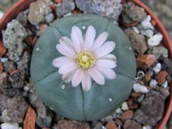 Lophophora williamsii Sra d l Paila, pot 6,5 cm - 12398552