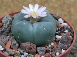 Lophophora williamsii Sra d l Paila, pot 6,5 cm - 12398553