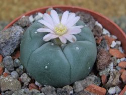 Lophophora williamsii Sra d l Paila, pot 6,5 cm - 12398554