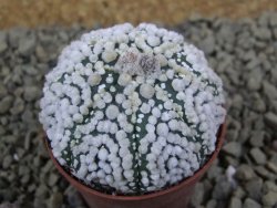 Astrophytum Hanazano Kabuto Star Ship, pot 5,5 cm - 12398556