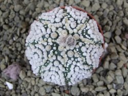 Astrophytum Hanazano Kabuto Star Ship, pot 5,5 cm - 12398557