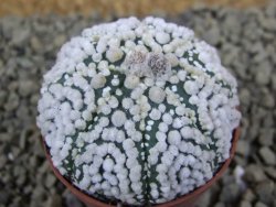 Astrophytum Hanazano Kabuto Star Ship, pot 5,5 cm - 12398558