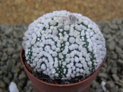 Astrophytum Hanazano Kabuto Star Ship, pot 5,5 cm - 12398559