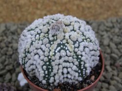 Astrophytum Hanazano Kabuto Star Ship, pot 5,5 cm - 12398560