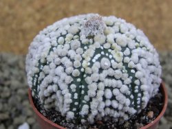 Astrophytum Hanazano Kabuto Star Ship, pot 5,5 cm - 12398561